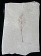 Fossil Populus Leaf - Green River Formation #15869-1